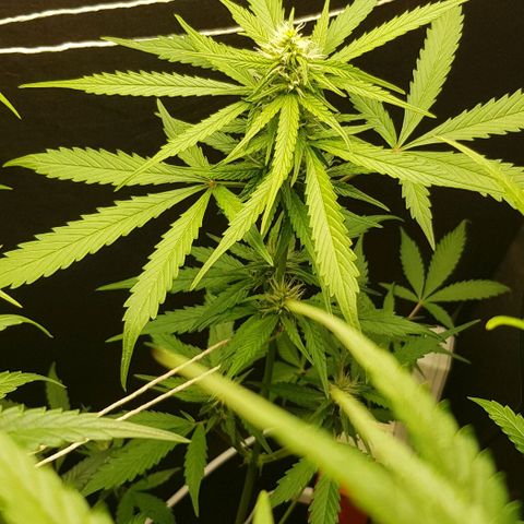 Auto w/w - 12 w/f growlog timeline photo