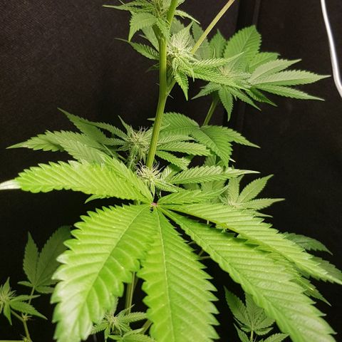 Skunk #1 #1 - 7.1 w/f growlog timeline photo