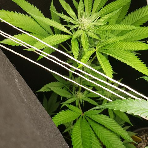 Skunk #1 #1 - 7.1 w/f growlog timeline photo