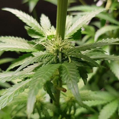 N13 Kush #1 - 9.2 w/f growlog timeline photo