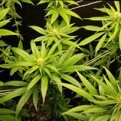 N13 Kush #1 - 9.2 w/f growlog timeline photo