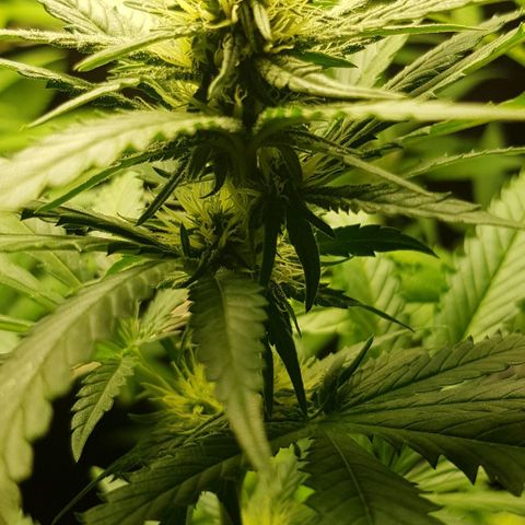 N13 Kush #1 - 9.2 w/f growlog timeline photo