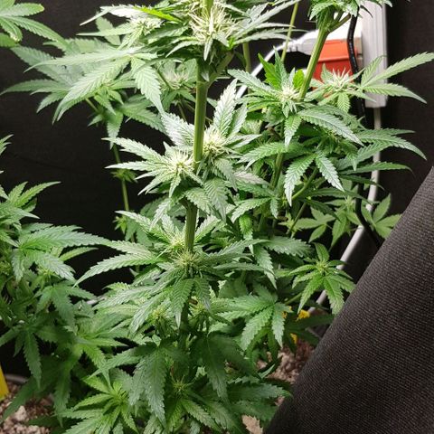 N13 Kush #1 - 9.2 w/f growlog timeline photo