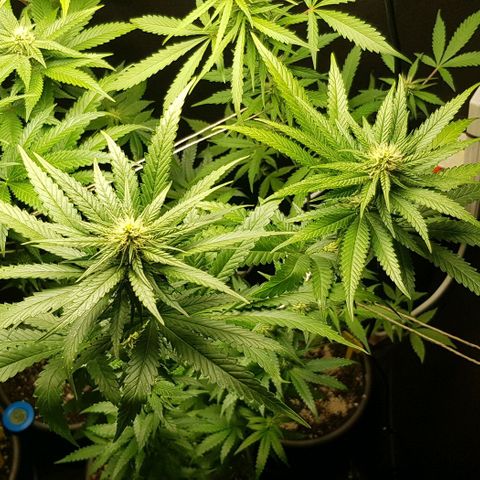 N13 Kush #1 - 9.2 w/f growlog timeline photo