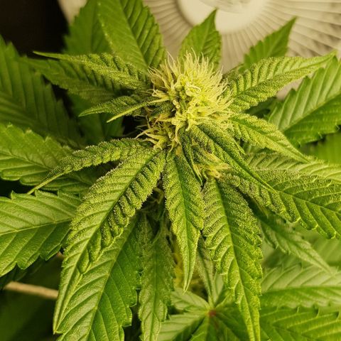 Skunk #1 #2 - 7.1 w/f growlog timeline photo