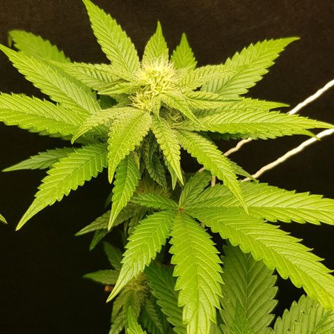 Skunk #1 #2 - 7.1 w/f growlog timeline photo
