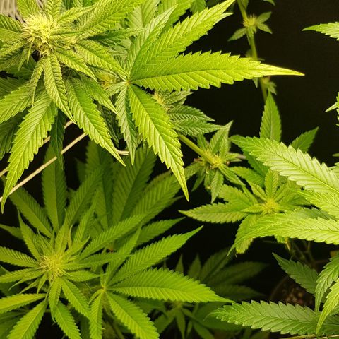 Skunk #1 #2 - 7.1 w/f growlog timeline photo