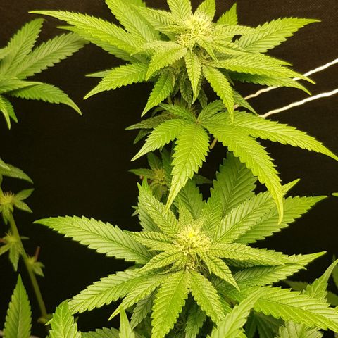 Skunk #1 #2 - 7.1 w/f growlog timeline photo