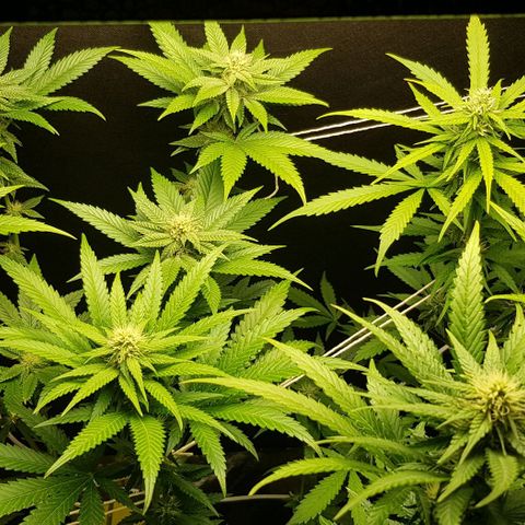 N13 Kush #1 - 9.2 w/f growlog timeline photo