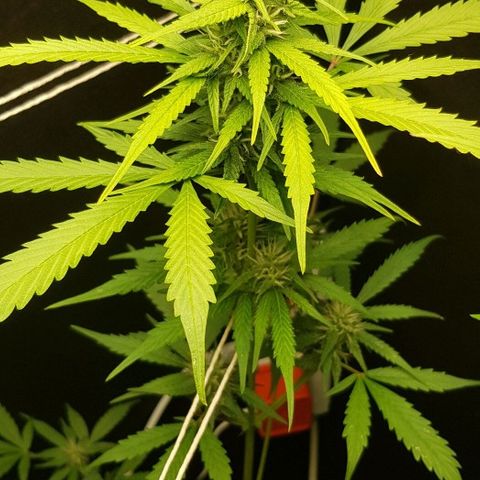 Auto w/w - 12 w/f growlog timeline photo