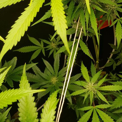Auto w/w - 12 w/f growlog timeline photo