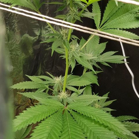 Skunk #1 #1 - 7.1 w/f growlog timeline photo