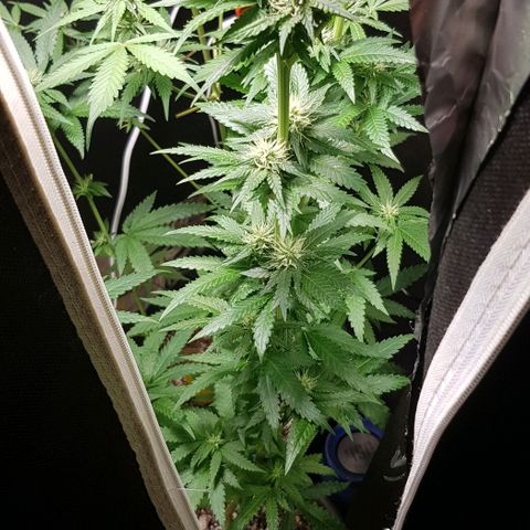 N13 Kush #1 - 9.2 w/f growlog timeline photo