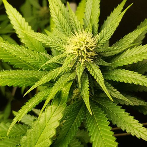 N13 Kush #1 - 9.2 w/f growlog timeline photo