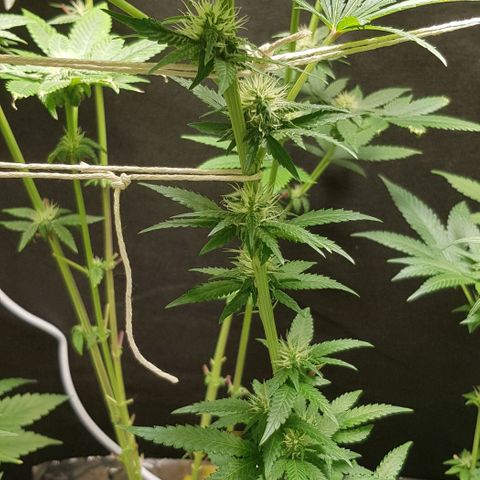 N13 Kush #1 - 9.2 w/f growlog timeline photo