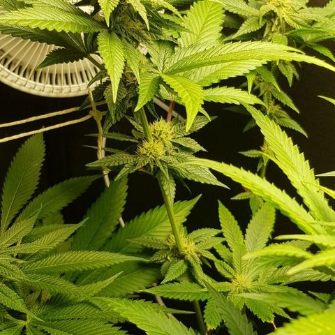 Skunk #1 #2 - 7.1 w/f growlog timeline photo