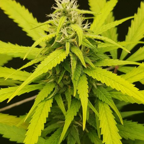 Auto w/w - 12 w/f growlog timeline photo