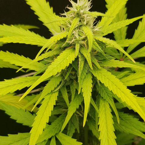 Auto w/w - 12 w/f growlog timeline photo