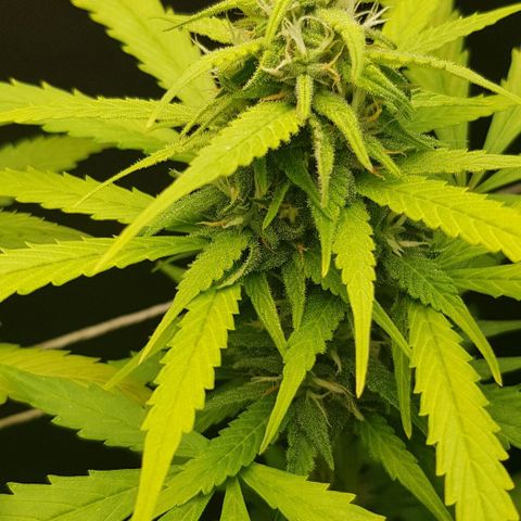 Auto w/w - 12 w/f growlog timeline photo