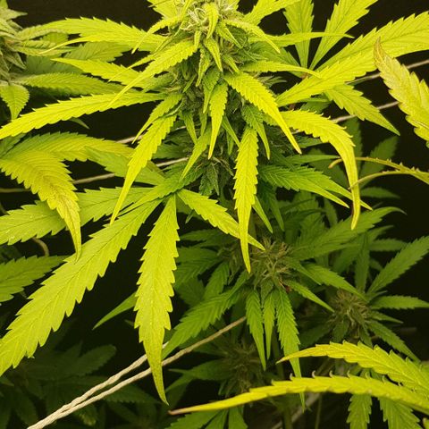 Auto w/w - 12 w/f growlog timeline photo