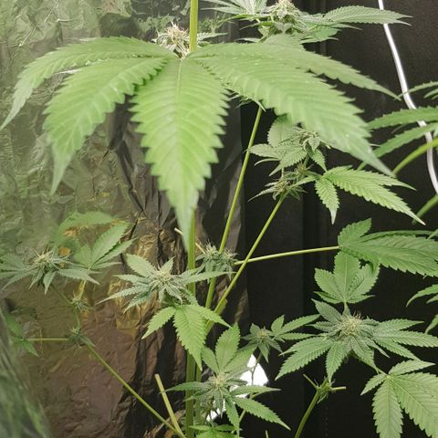 Skunk #1 #1 - 7.1 w/f growlog timeline photo