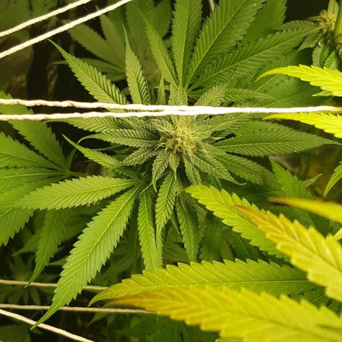 Skunk #1 #1 - 7.1 w/f growlog timeline photo