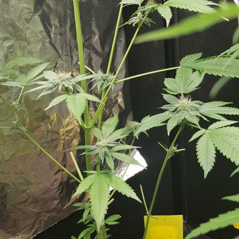 Skunk #1 #1 - 7.1 w/f growlog timeline photo