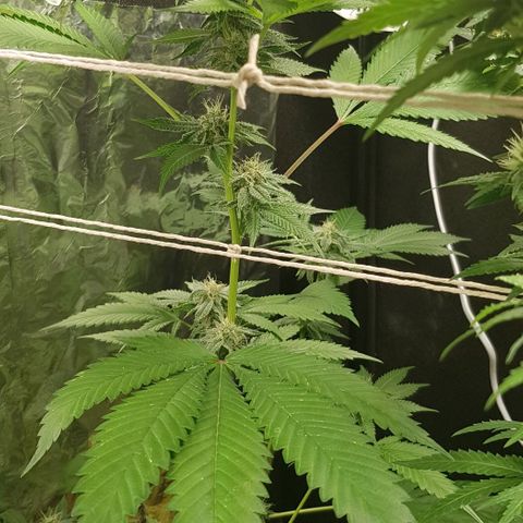 Skunk #1 #1 - 7.1 w/f growlog timeline photo