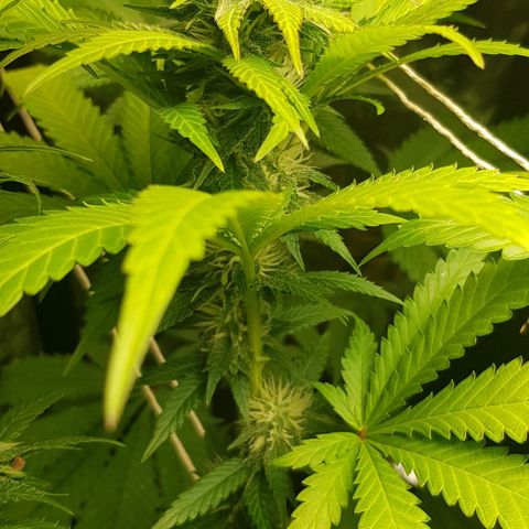 N13 Kush #1 - 9.2 w/f growlog timeline photo