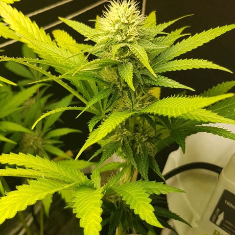 N13 Kush #1 - 9.2 w/f growlog timeline photo