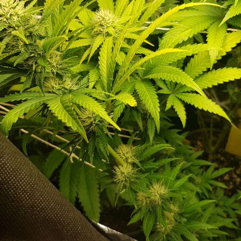 N13 Kush #1 - 9.2 w/f growlog timeline photo