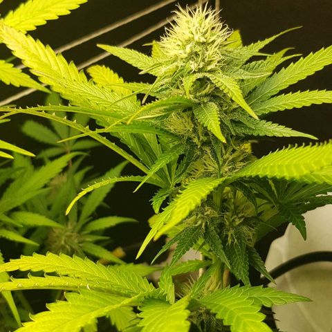N13 Kush #1 - 9.2 w/f growlog timeline photo