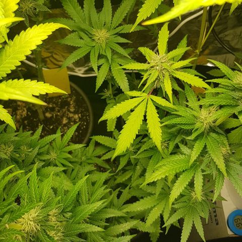 N13 Kush #1 - 9.2 w/f growlog timeline photo