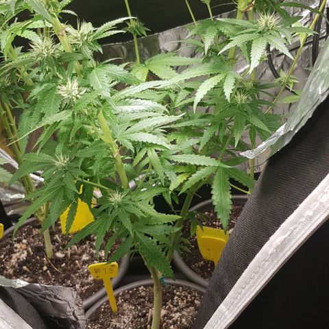 N13 Kush #1 - 9.2 w/f growlog timeline photo