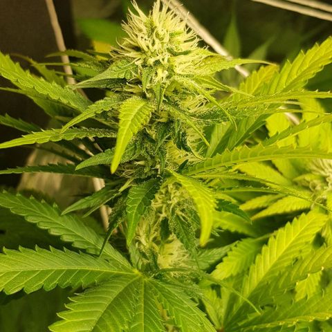 N13 Kush #1 - 9.2 w/f growlog timeline photo
