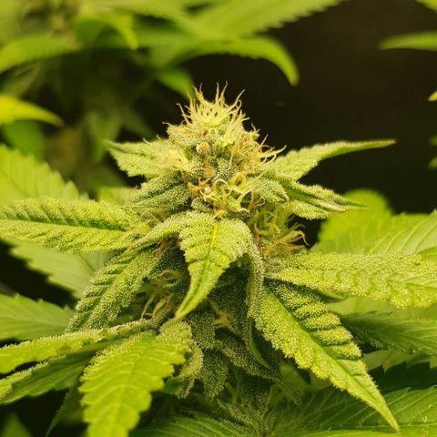 Skunk #1 #2 - 7.1 w/f growlog timeline photo