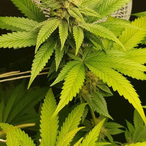 Skunk #1 #2 - 7.1 w/f growlog timeline photo