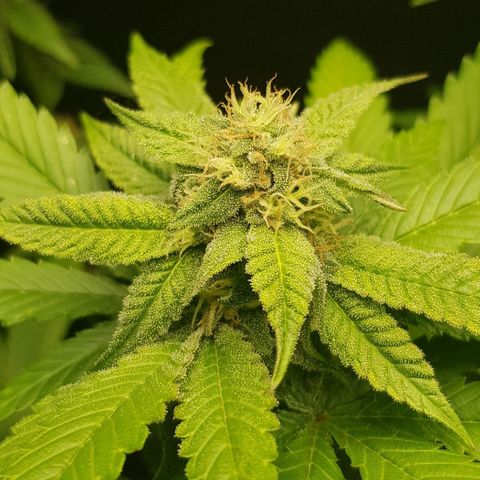 Skunk #1 #2 - 7.1 w/f growlog timeline photo