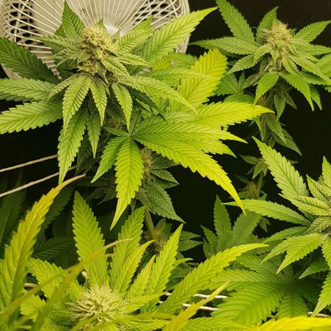 Skunk #1 #2 - 7.1 w/f growlog timeline photo