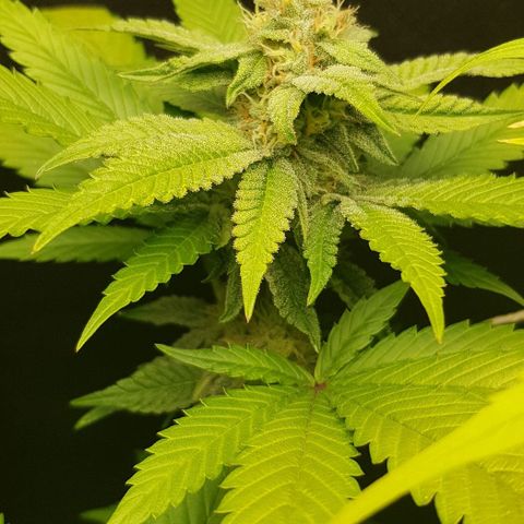 Skunk #1 #2 - 7.1 w/f growlog timeline photo
