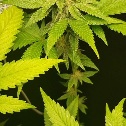 Skunk #1 #2 - 7.1 w/f growlog timeline photo