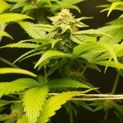 Skunk #1 #2 - 7.1 w/f growlog timeline photo