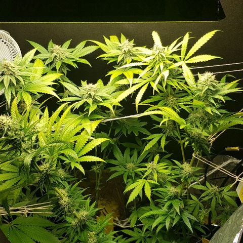 N13 Kush #1 - 9.2 w/f growlog timeline photo