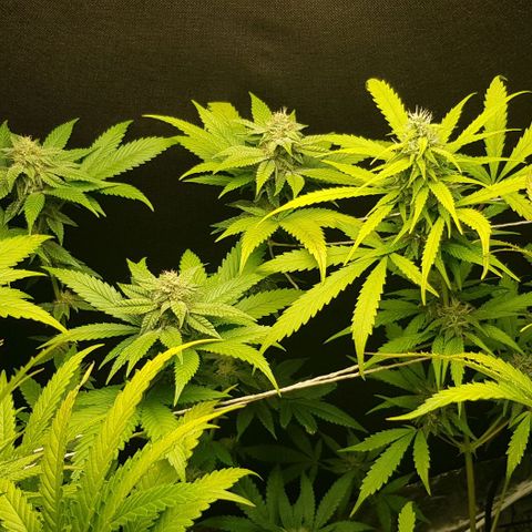 N13 Kush #1 - 9.2 w/f growlog timeline photo