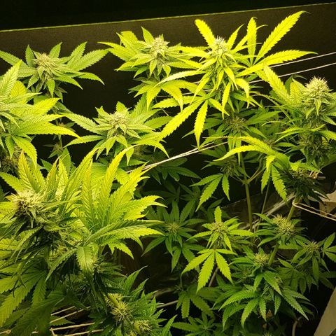 N13 Kush #1 - 9.2 w/f growlog timeline photo