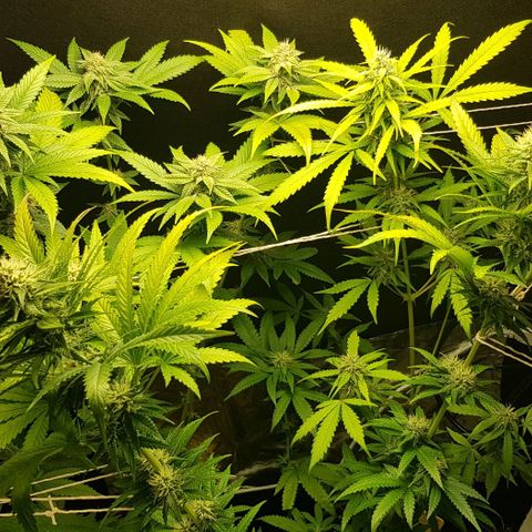 N13 Kush #1 - 9.2 w/f growlog timeline photo