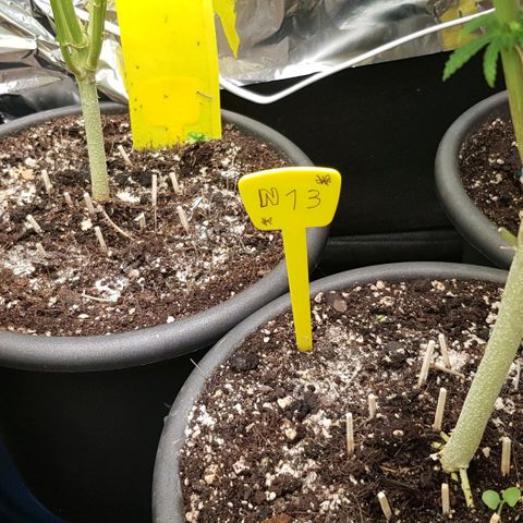 N13 Kush #1 - 9.2 w/f growlog timeline photo