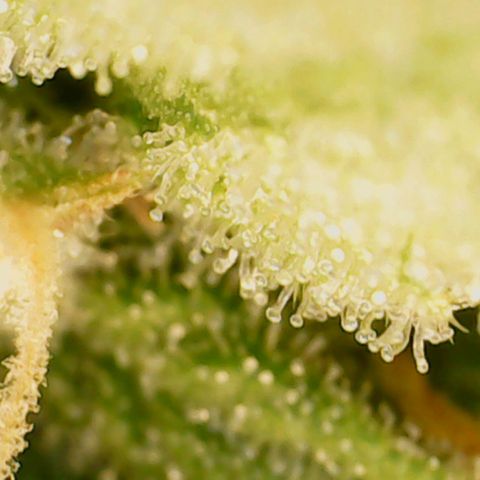 N13 Kush #1 - 9.2 w/f growlog timeline photo