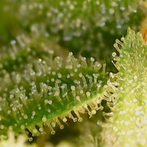 N13 Kush #1 - 9.2 w/f growlog timeline photo