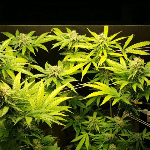 N13 Kush #1 - 9.2 w/f growlog timeline photo